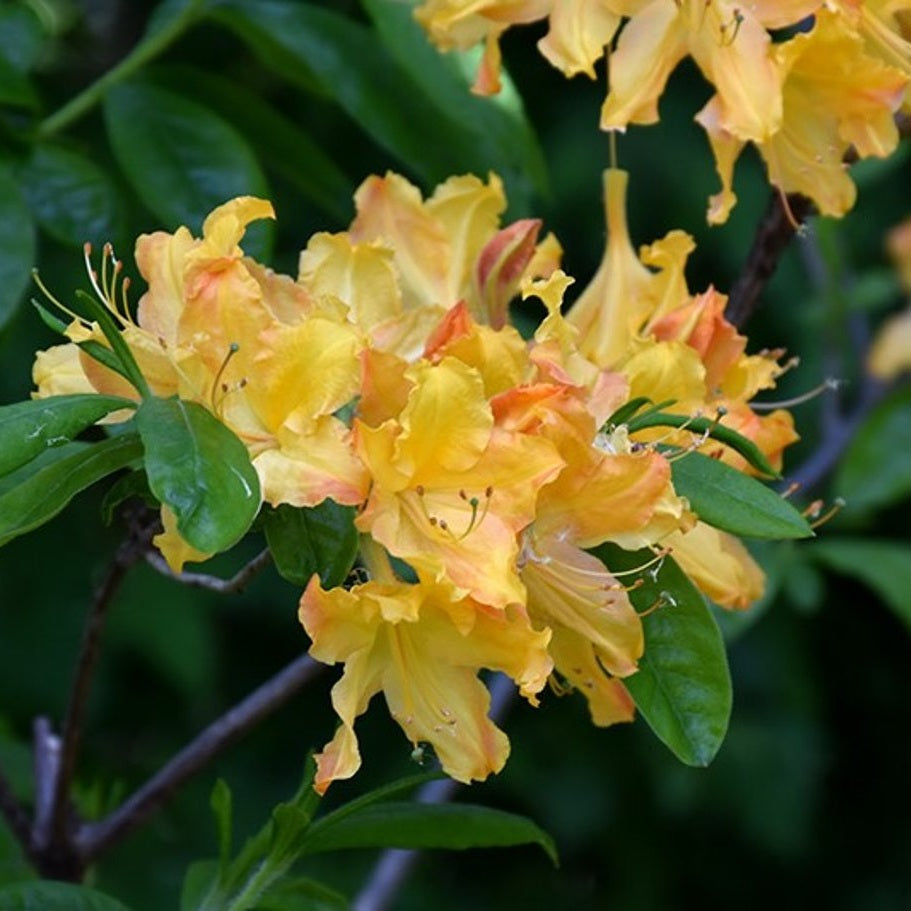 Rhododendron – Rhododendron (AZ); 'Golden Lights' - C5 30-40 CM